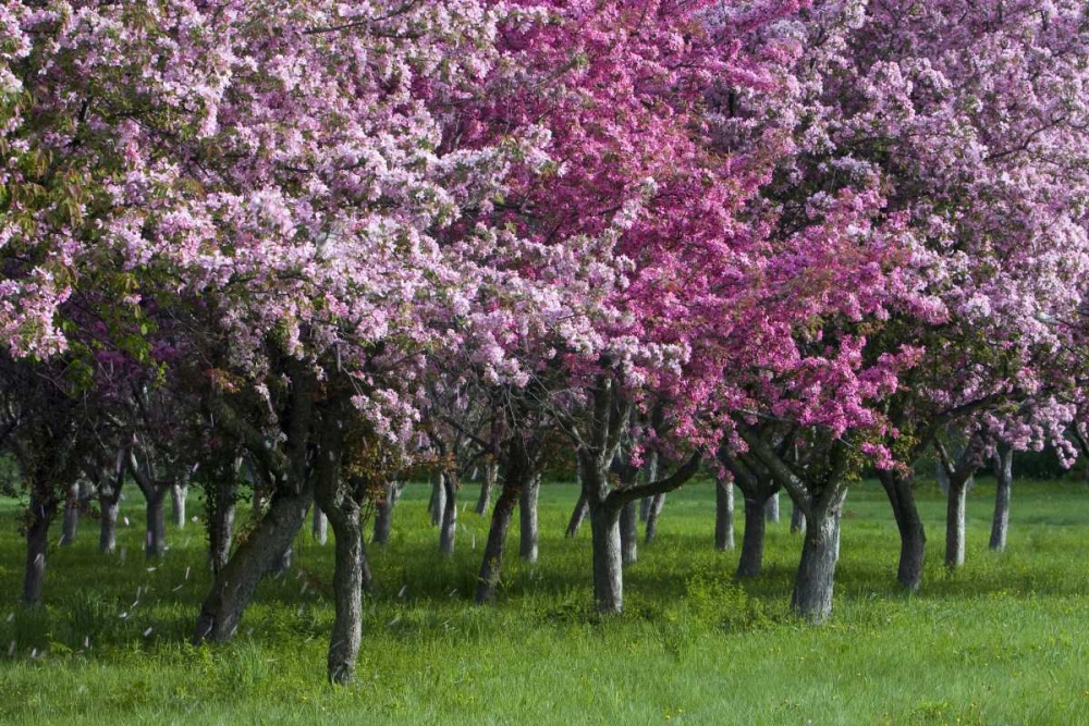 Canada, Ontario, Ottawa Grove of cherry trees art print by Bill Young for $57.95 CAD