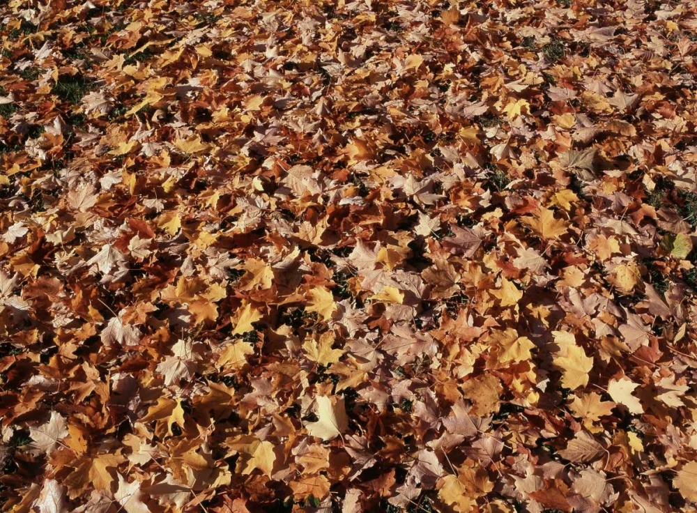 Canada, Ontario, Kitchener, sugar maple leaves art print by Mike Grandmaison for $57.95 CAD