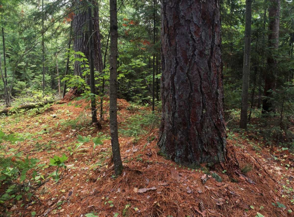 Canada, Ontario, Temagami, old growth pine forest art print by Mike Grandmaison for $57.95 CAD
