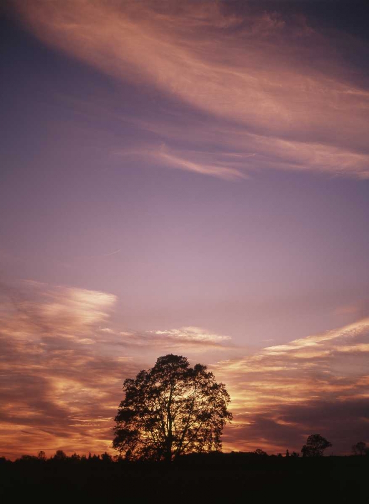 Canada, Ontario, Breslau, tree at sunset art print by Mike Grandmaison for $57.95 CAD