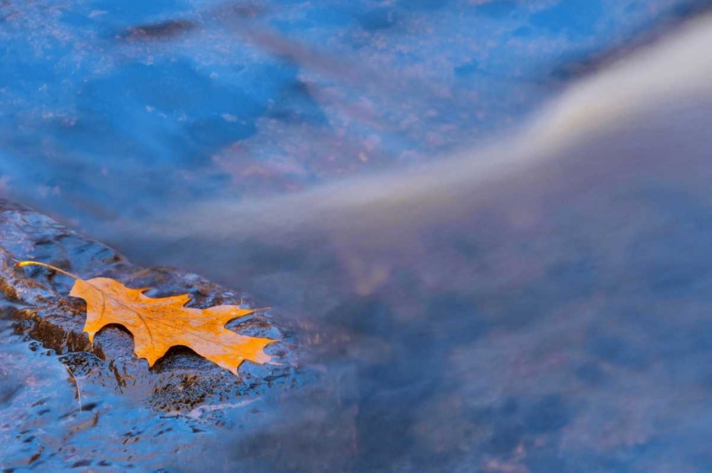 Canada, Ontario, Rosseau River, Oak leaf on rock art print by Mike Grandmaison for $57.95 CAD
