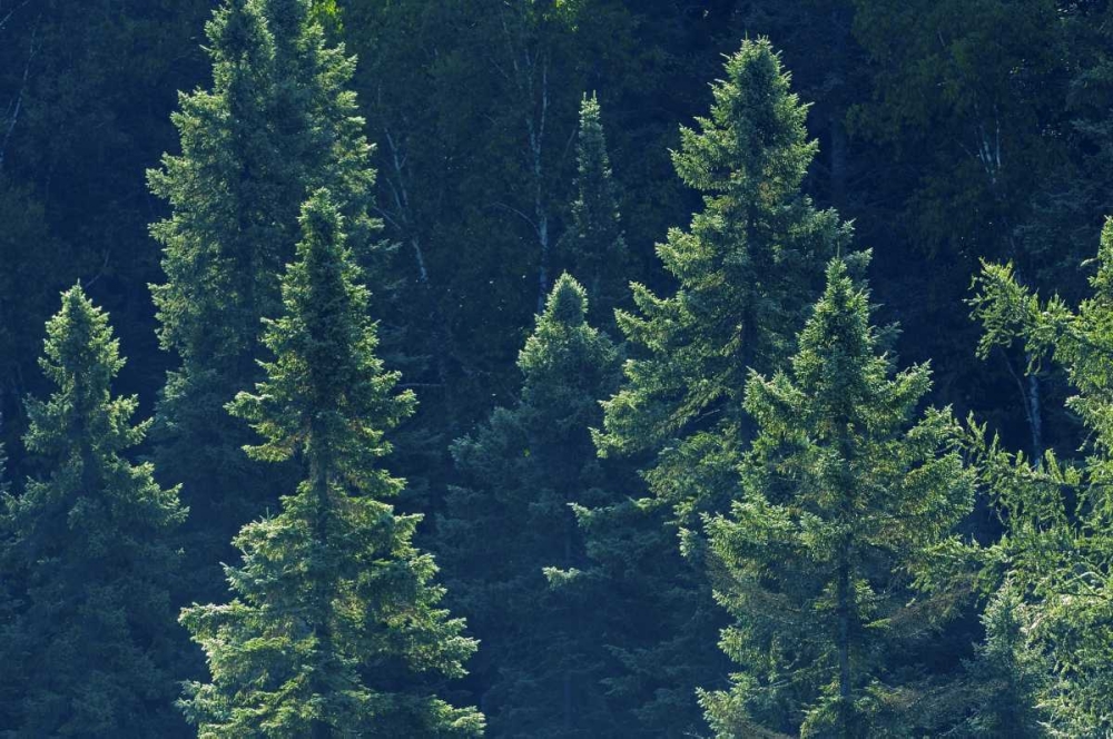 Canada, Algonquin PP Black spruce trees backlit art print by Mike Grandmaison for $57.95 CAD