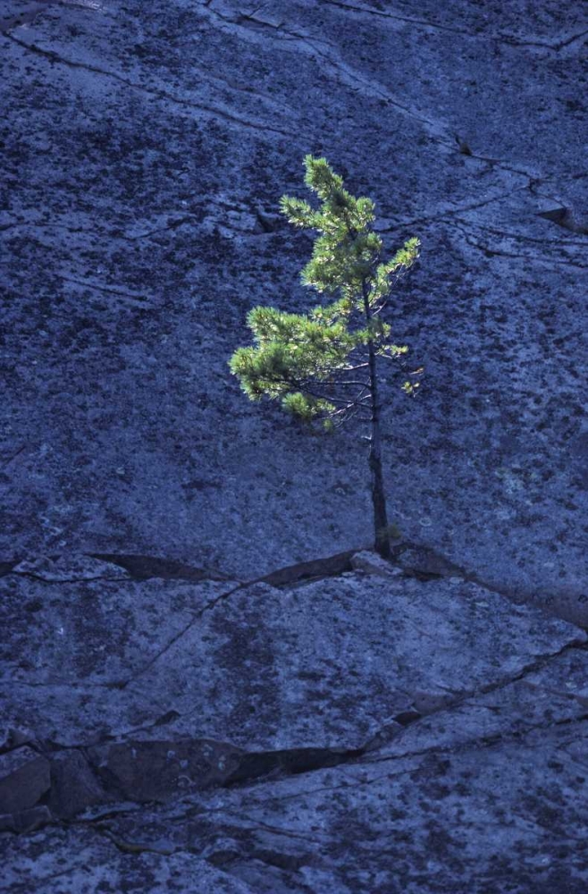 Canada, Ontario Pine tree growing in a rock art print by Mike Grandmaison for $57.95 CAD