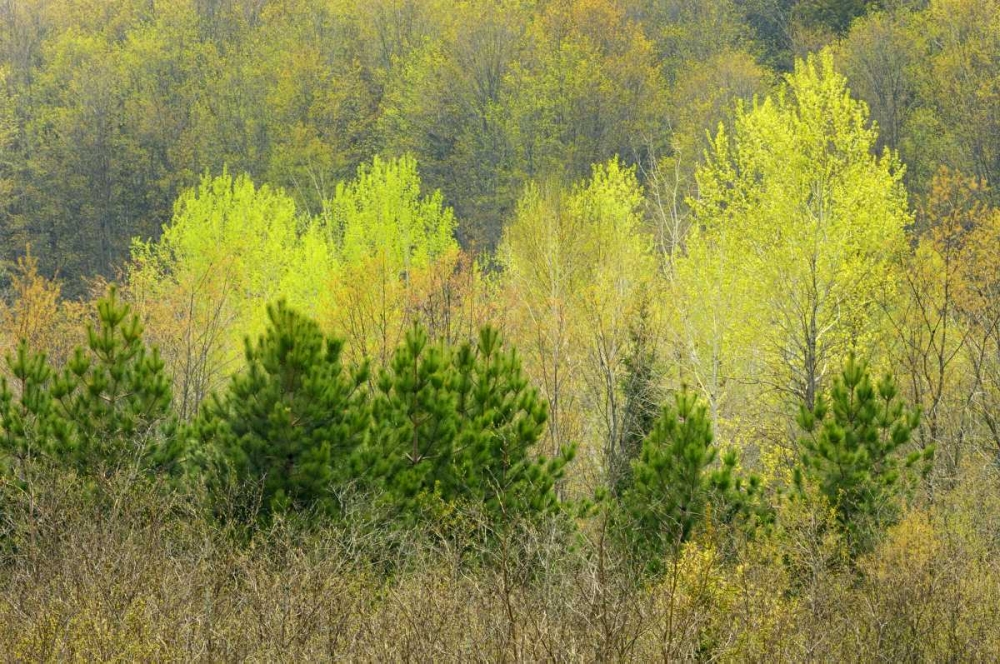 Canada, Rosseau Scots pine in spring foliage art print by Mike Grandmaison for $57.95 CAD