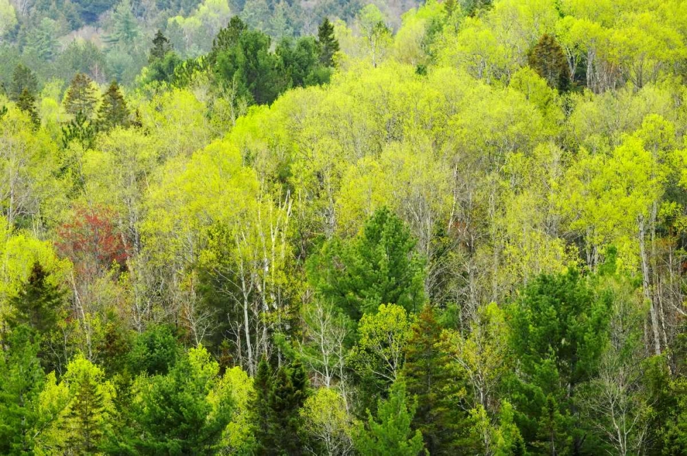 Canada, Ontario, Rosseau Mixed-wood forest art print by Mike Grandmaison for $57.95 CAD