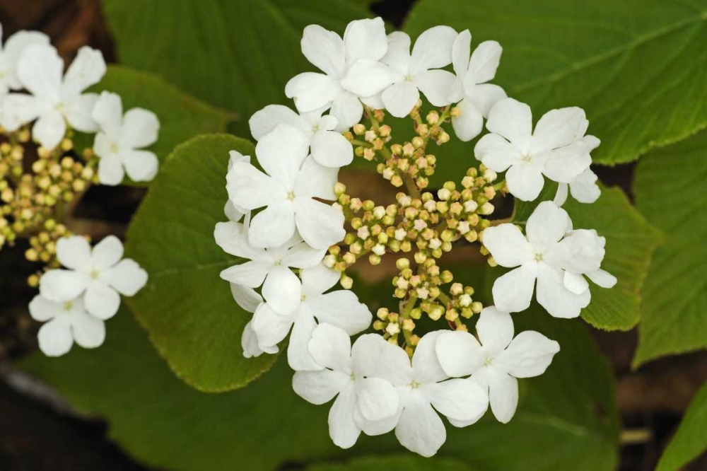 Canada, Dorset Flowers on hobblebush shrub art print by Mike Grandmaison for $57.95 CAD