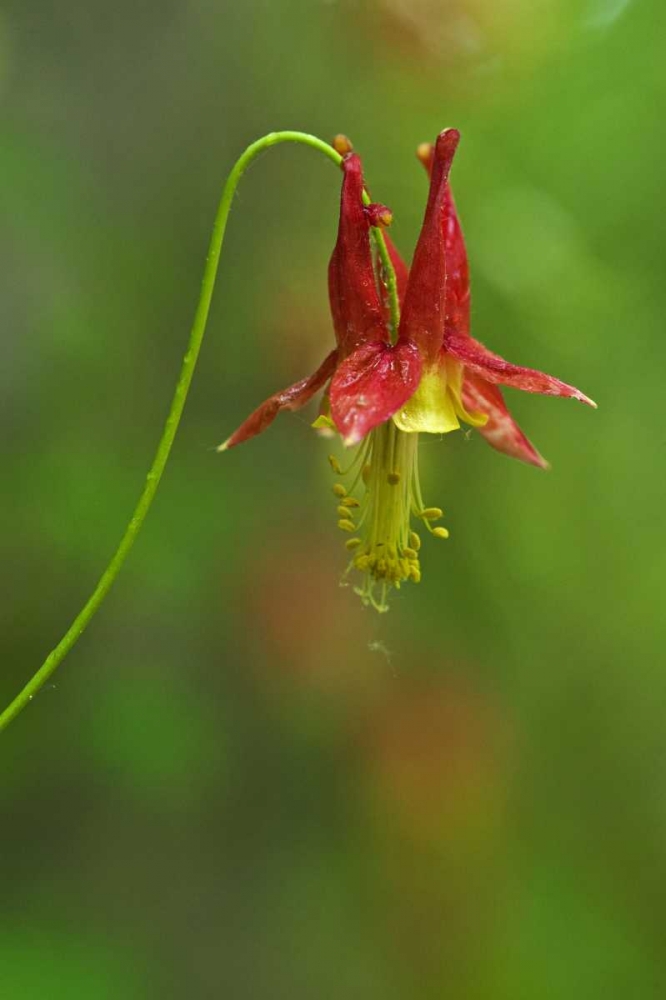 Canada, Thousand Islands NP Columbine flower art print by Mike Grandmaison for $57.95 CAD