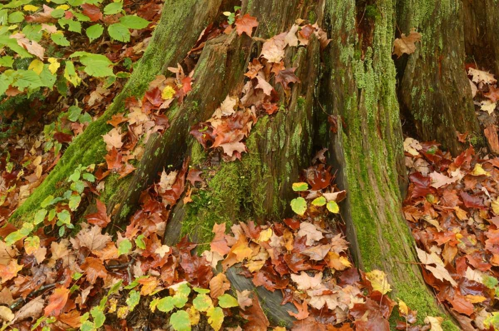 Canada, Ontario, Autumn leaves cover base of tree art print by Mike Grandmaison for $57.95 CAD