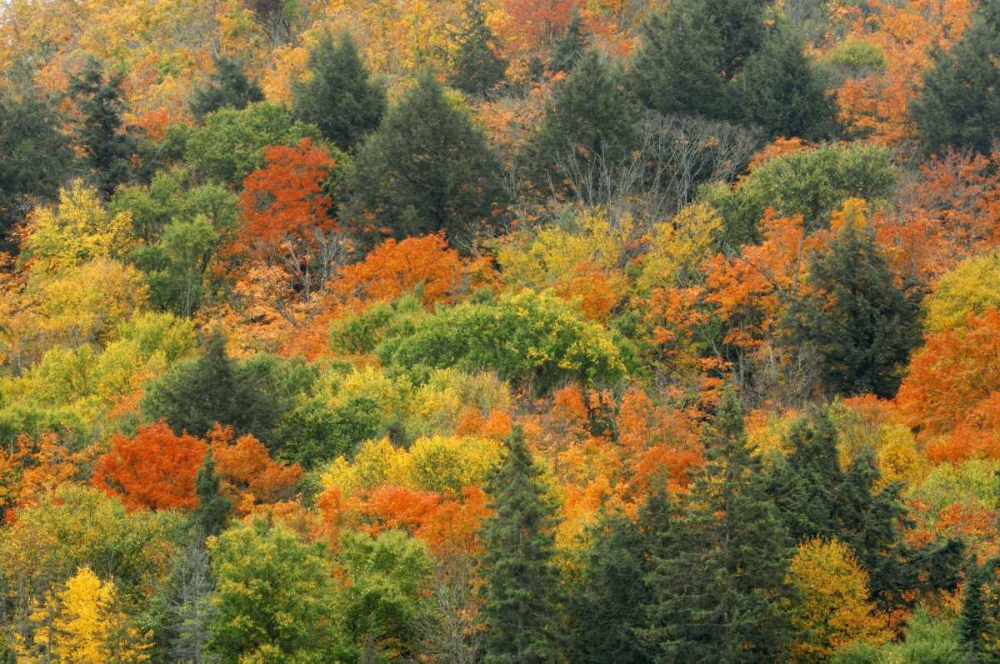 Canada, Algonquin PP Hill in autumn foliage art print by Mike Grandmaison for $57.95 CAD