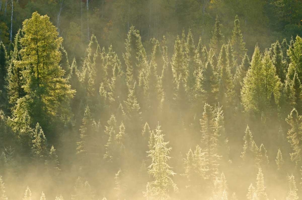 Canada, Worthington Conifers in morning fog art print by Mike Grandmaison for $57.95 CAD