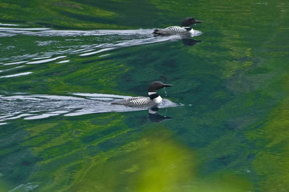 Canada, Ontario Common loons on Killarney Lake art print by Mike Grandmaison for $57.95 CAD