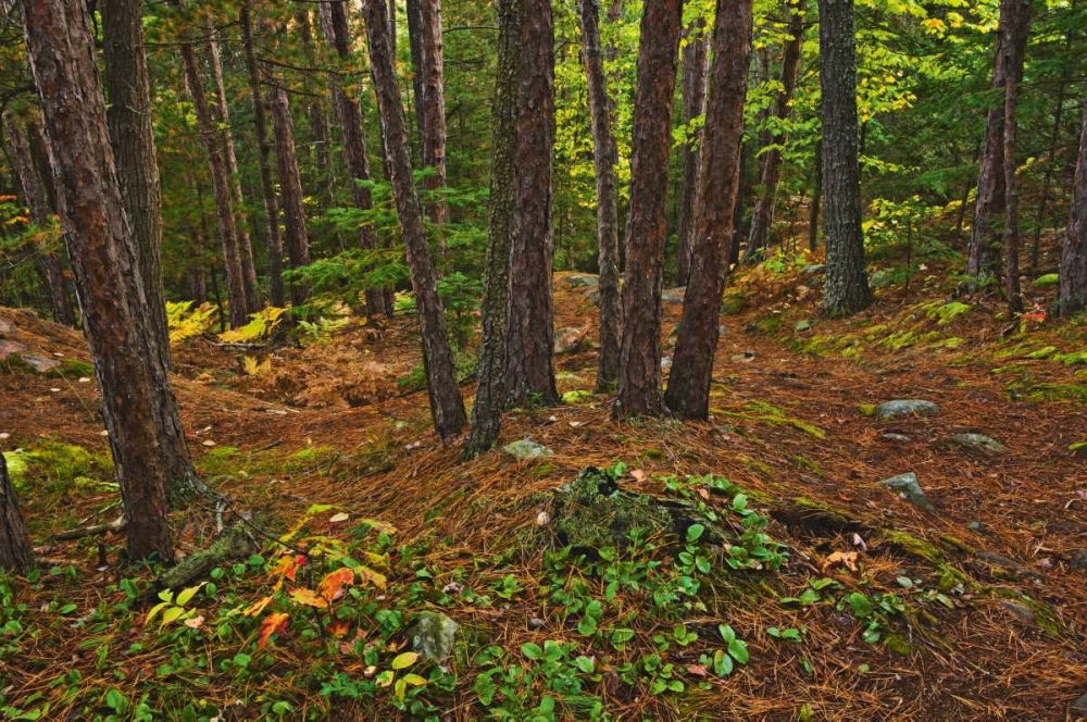 Canada Red pine forest on Granite Ridge Trail art print by Mike Grandmaison for $57.95 CAD
