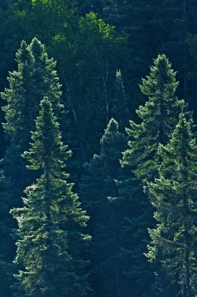 Canada, Algonquin PP Black spruce trees backlit art print by Mike Grandmaison for $57.95 CAD