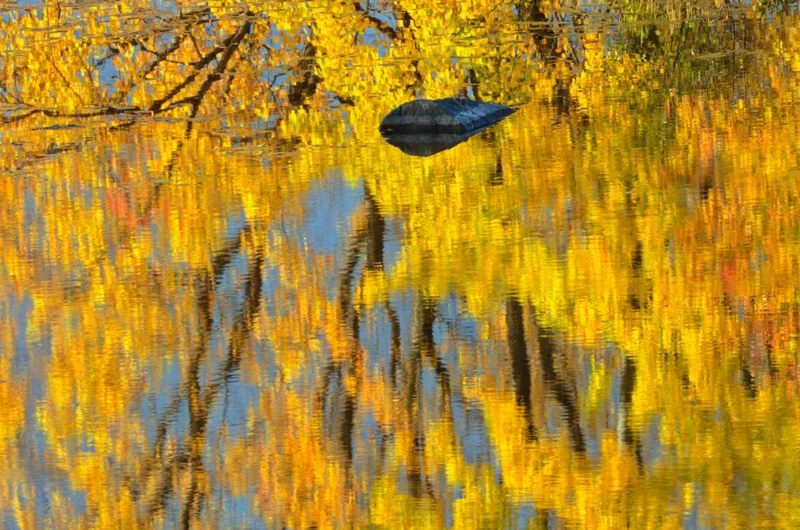 Canada, Ontario, Whitefish Vermilion River, fall art print by Mike Grandmaison for $57.95 CAD