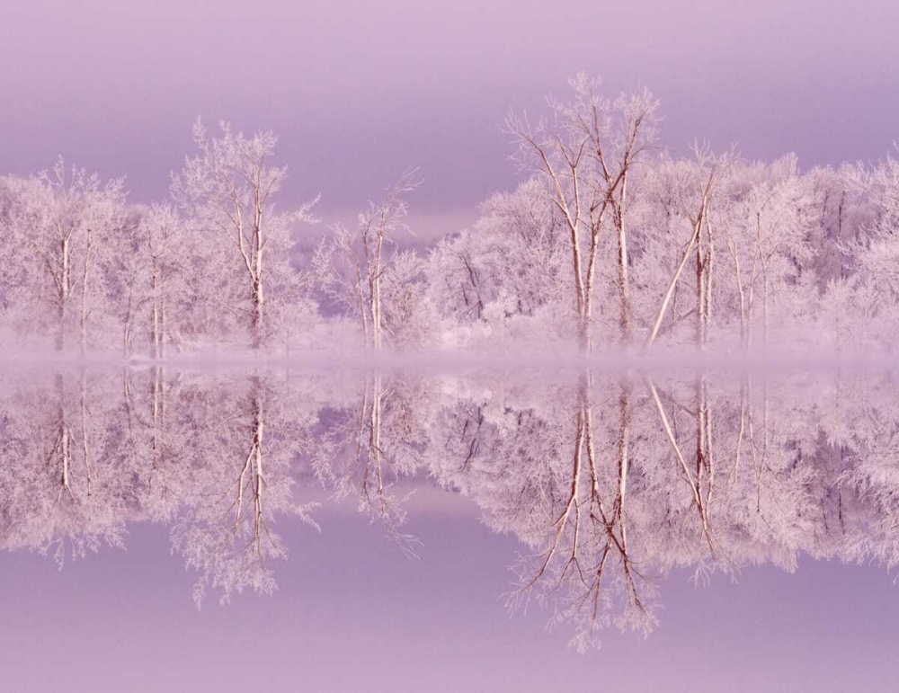 Canada, Ottawa Frosted trees by Shirleys Bay art print by Bill Young for $57.95 CAD