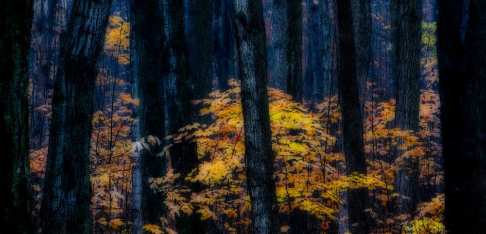Canada, Ontario Autumn abstract of forest art print by Bill Young for $57.95 CAD