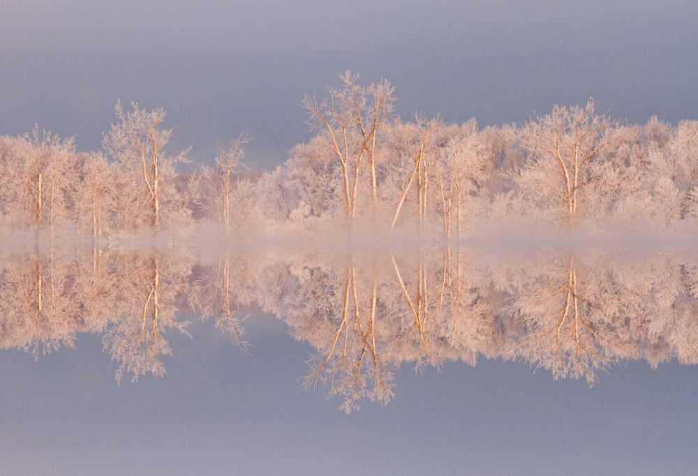Canada, Ottawa Frosted trees by Shirleys Bay art print by Bill Young for $57.95 CAD