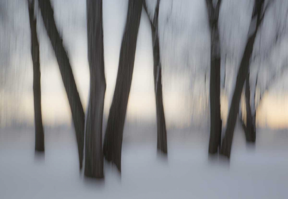 Canada, Ottawa, Ottawa River Abstract of trees art print by Bill Young for $57.95 CAD
