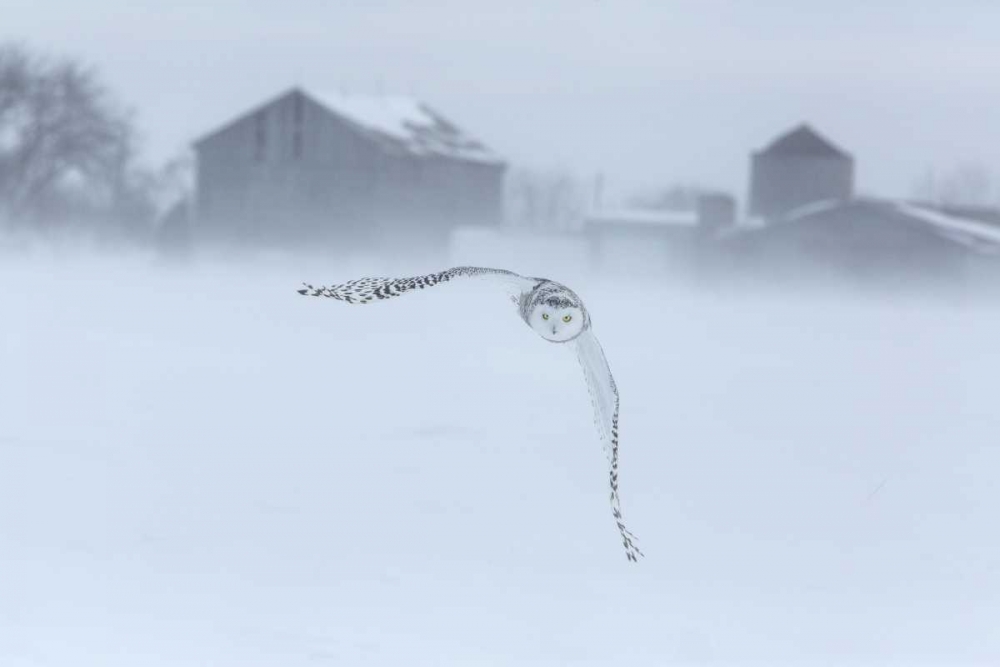 Canada, Ontario, Barrie Snowy owl in flight art print by Jim Zuckerman for $57.95 CAD