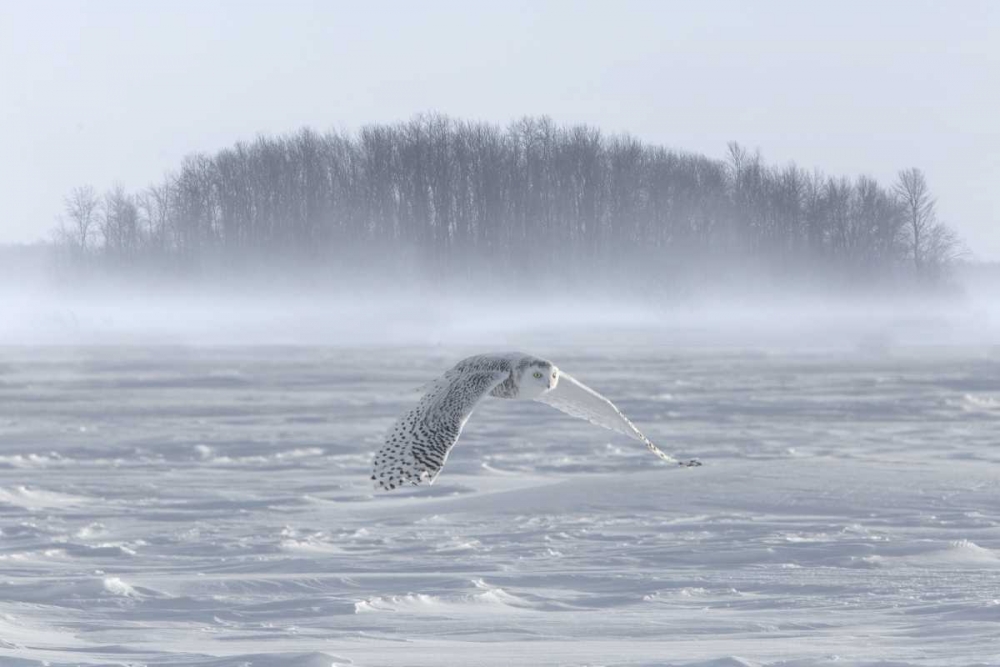 Canada, Ontario, Barrie Snowy owl in flight art print by Jim Zuckerman for $57.95 CAD