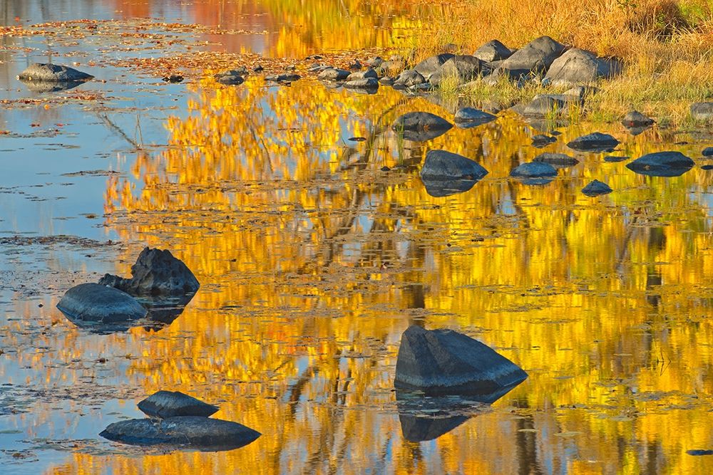 Canada-Ontario-Whitefish Autumn colors reflect in Vermilion River art print by Jaynes Gallery for $57.95 CAD