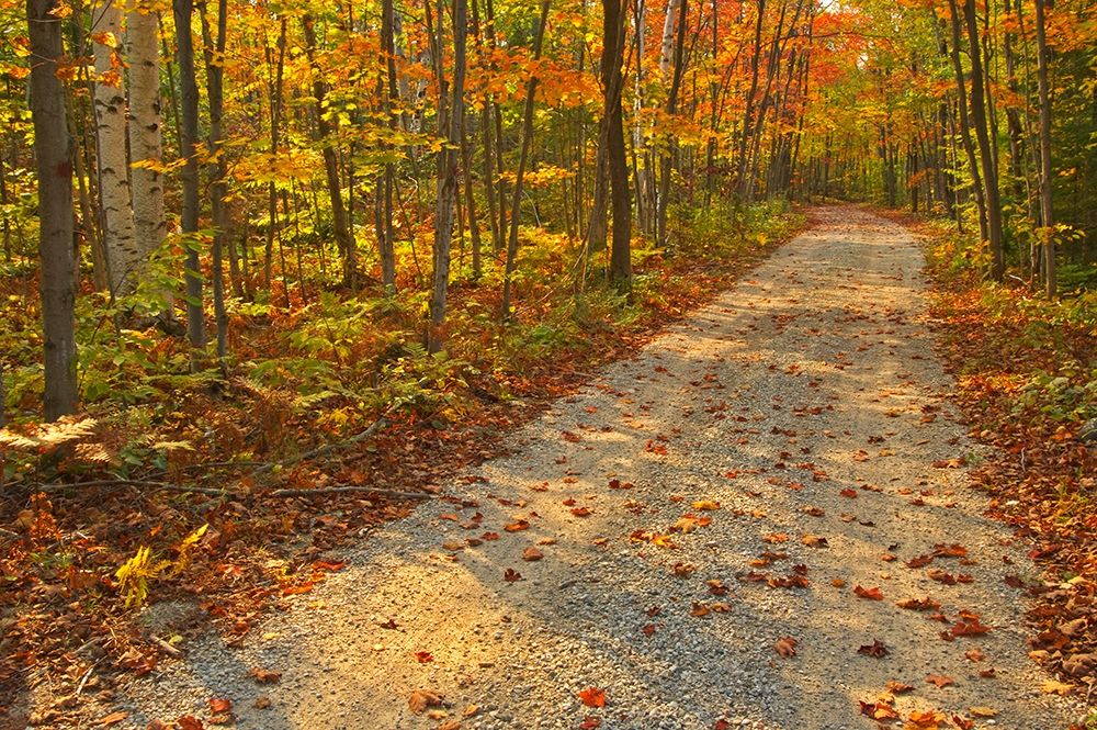 Canada-Ontario-Bruce Peninsula National Park Autumn on the Bruce Trail art print by Jaynes Gallery for $57.95 CAD