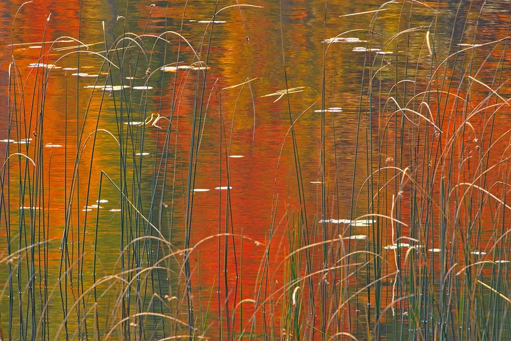 Canada-Ontario Reeds on Bunny Lake art print by Jaynes Gallery for $57.95 CAD