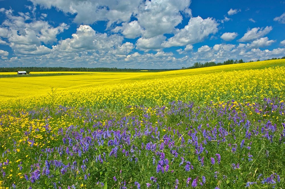 Canada-Ontario-New Liskeard Canola crop and wild vetch flowers in bloom art print by Jaynes Gallery for $57.95 CAD