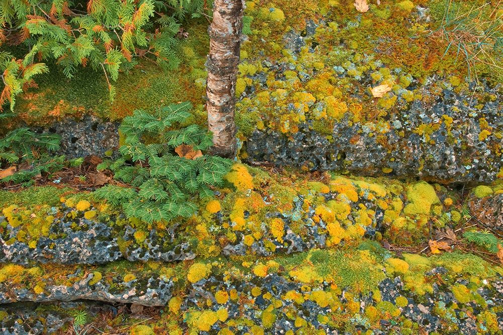 Canada-Ontario-Bruce Peninsula National Park Birch tree and moss on limestone rock art print by Jaynes Gallery for $57.95 CAD