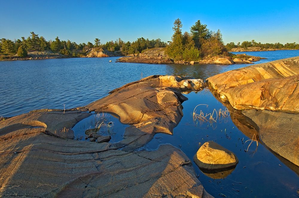 Canada-Ontario-Honey Harbour White pine tree on Precambrian shield rock art print by Jaynes Gallery for $57.95 CAD