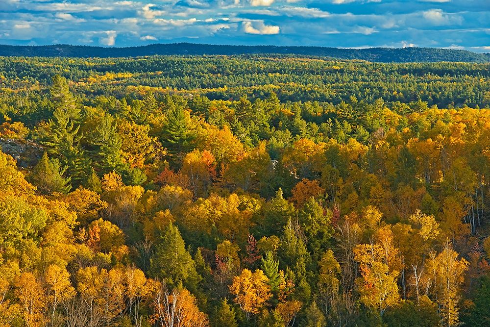 Canada-Ontario-Neebing County Forest in autumn art print by Jaynes Gallery for $57.95 CAD