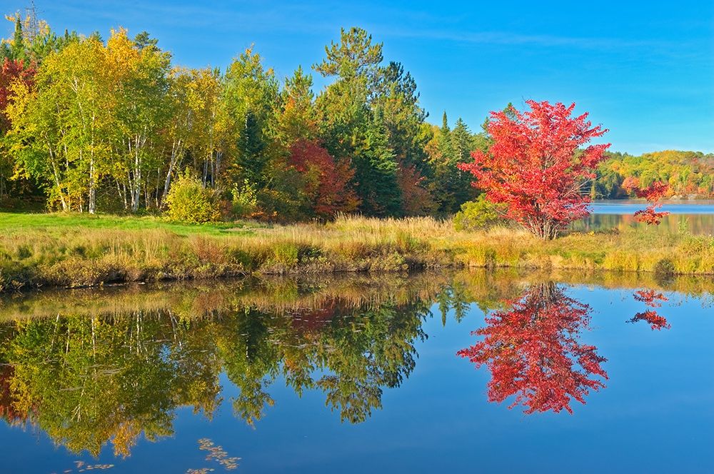 Canada-Ontario-Worthington Red maple tree reflected in St Poithier Lake art print by Jaynes Gallery for $57.95 CAD