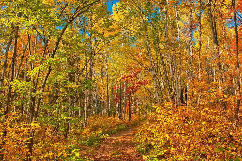 Canada-Ontario-Aubrey Falls Provincial Park-Forest trail in autumn art print by Jaynes Gallery for $57.95 CAD