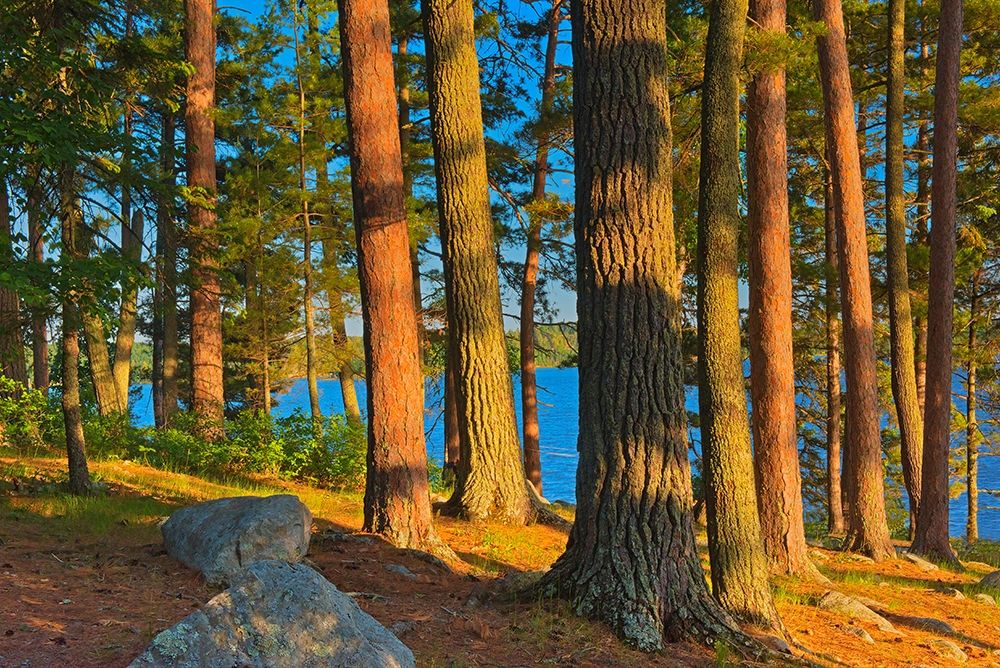 Canada-Ontario Mature white pines and red pines at sunset art print by Jaynes Gallery for $57.95 CAD