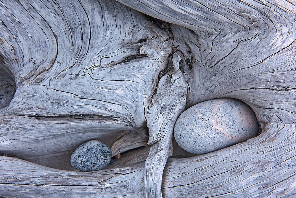 Canada-Ontario-Marathon Rocks in driftwood on Pebble Beach art print by Jaynes Gallery for $57.95 CAD