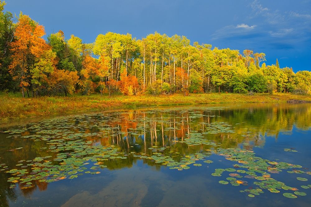 Canada-Ontario-Kenora District Forest autumn colors reflect on Middle Lake art print by Jaynes Gallery for $57.95 CAD