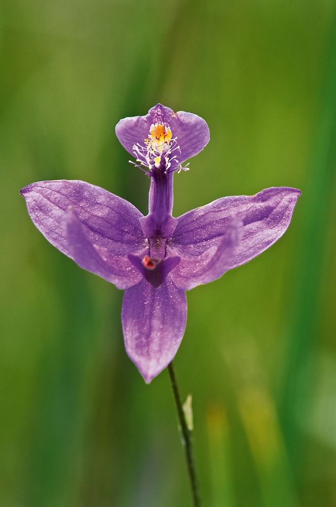 Canada-Ontario-Bruce Peninsula National Park Grass pink orchid close-up art print by Jaynes Gallery for $57.95 CAD
