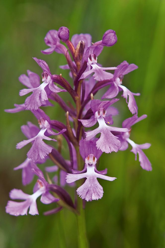 Canada-Ontario-Bruce Peninsula National Park Small purple fringed orchids close-up art print by Jaynes Gallery for $57.95 CAD