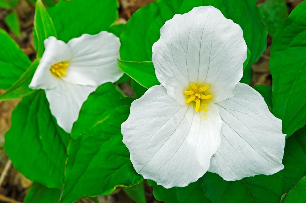 Canada-Ontario-Horseshoe Lake Large-flowered trillium art print by Jaynes Gallery for $57.95 CAD