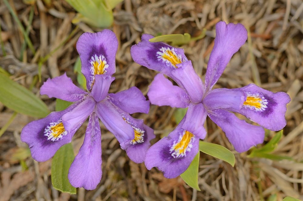 Canada-Ontario-Tobermory Dwarf lake iris flower close-up art print by Jaynes Gallery for $57.95 CAD