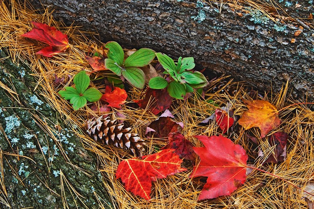 Canada-Ontario-Tyson Lake Vegetation and log on forest floor art print by Jaynes Gallery for $57.95 CAD