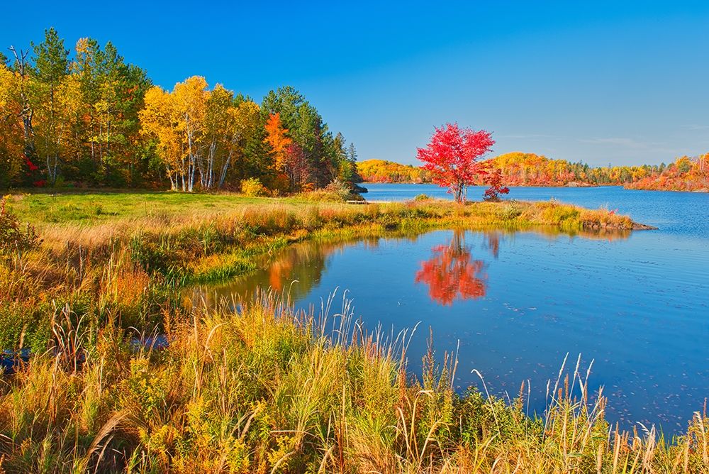 Canada-Ontario-Worthington Red maple tree reflects in St Poithier Lake art print by Jaynes Gallery for $57.95 CAD