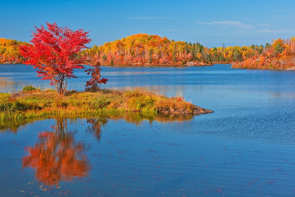 Canada-Ontario-Worthington Red maple tree reflects in St Poithier Lake art print by Jaynes Gallery for $57.95 CAD