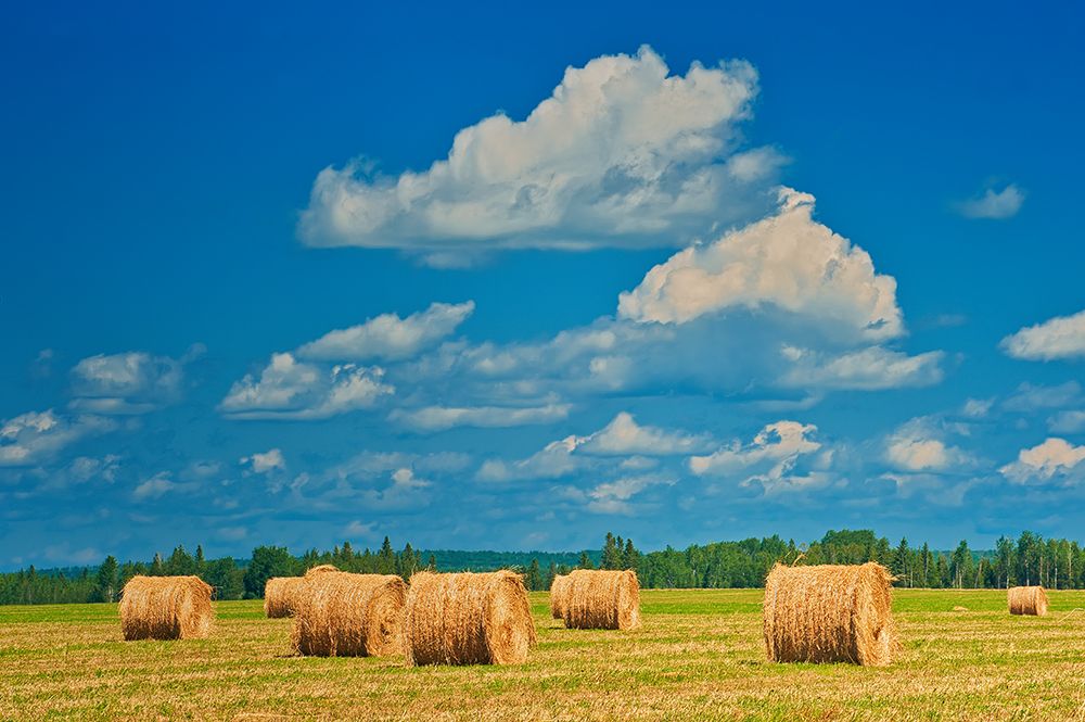 Canada-Ontario-New Liskeard. Hay bales in farm field. art print by Jaynes Gallery for $57.95 CAD