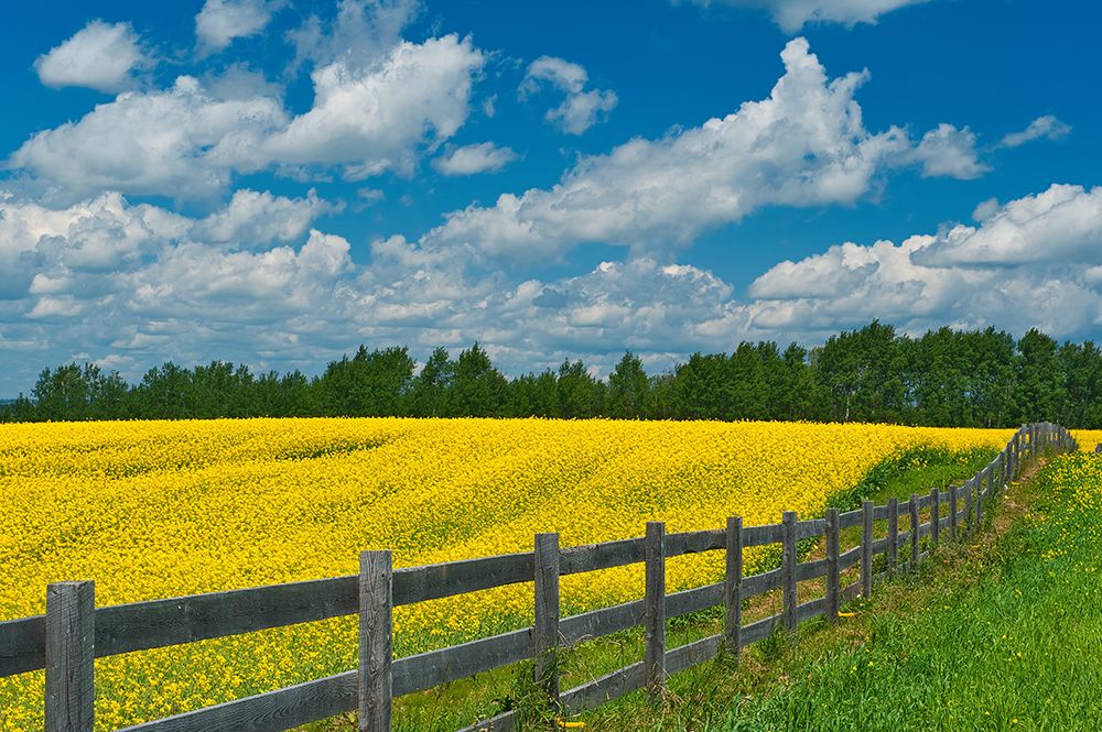 Canada-Ontario-New Liskeard. Yellow canola crop and wooden fence. art print by Jaynes Gallery for $57.95 CAD