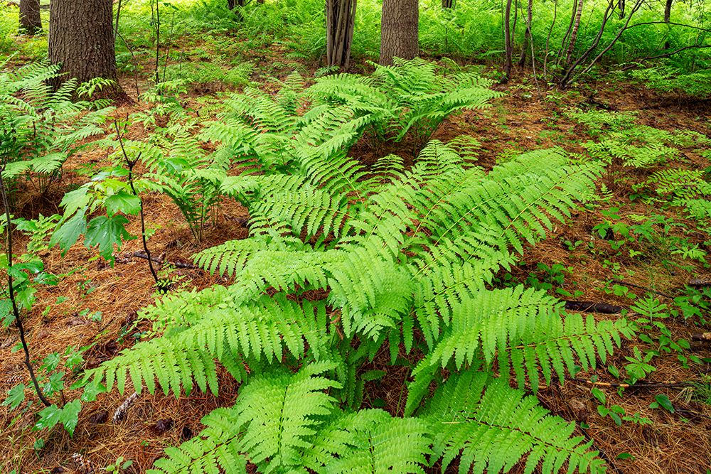Canada-Ontario-Bourget. Cinnamon ferns in forest. art print by Jaynes Gallery for $57.95 CAD