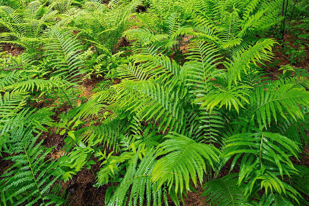 Canada-Ontario-Bourget. Cinnamon ferns in forest. art print by Jaynes Gallery for $57.95 CAD
