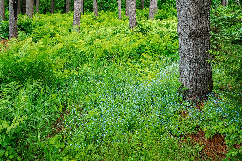 Canada-Ontario-Bourget. Cinnamon ferns in forest. art print by Jaynes Gallery for $57.95 CAD