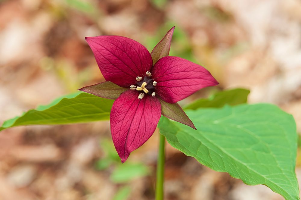 Canada-Ontario-Algonquin Provincial Park Red trillium flower in spring art print by Jaynes Gallery for $57.95 CAD