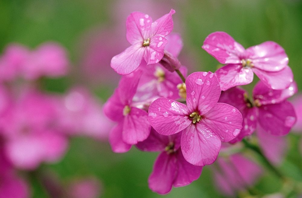 Canada-Prince Edward Island Phlox flowers in rain art print by Jaynes Gallery for $57.95 CAD